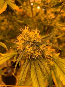 Cannabis11